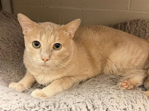 SCOTT - Domestic Short Hair available for adoption