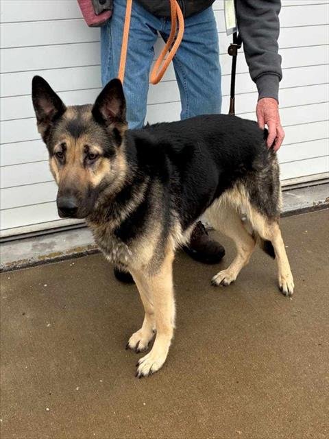 TILLY - German Shepherd Dog available for adoption