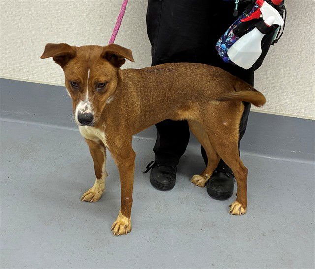 FRESHY - Pit Bull Terrier / Labrador Retriever available for adoption