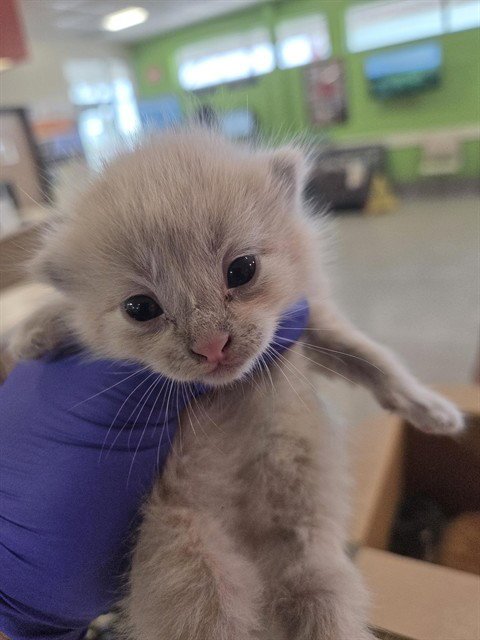 CREAM SODA - Domestic Short Hair available for adoption