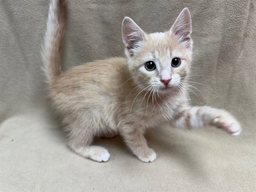 CREAM SODA - Domestic Short Hair available for adoption