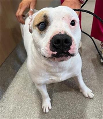 JEJUNE EYES - Staffordshire Bull Terrier available for adoption