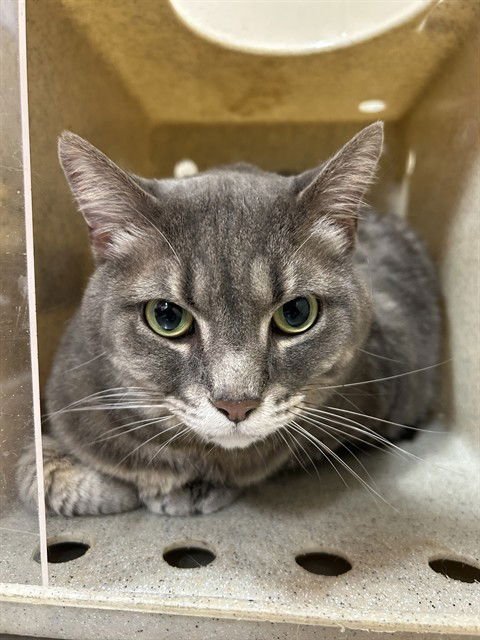 SMOKERS - Domestic Short Hair available for adoption