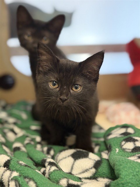 CARAXES - Domestic Short Hair available for adoption