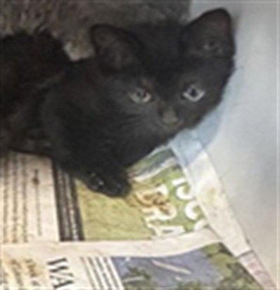 CARAXES - Domestic Short Hair available for adoption