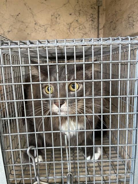 PEPPER - Domestic Short Hair available for adoption