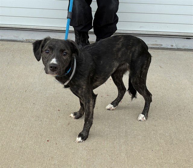 WIBBLE BIBBLE BAM - Pit Bull Terrier available for adoption