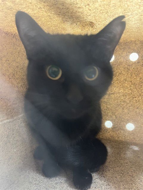 SOOT - Domestic Short Hair available for adoption