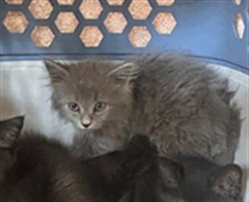 VHAGAR - Domestic Short Hair available for adoption
