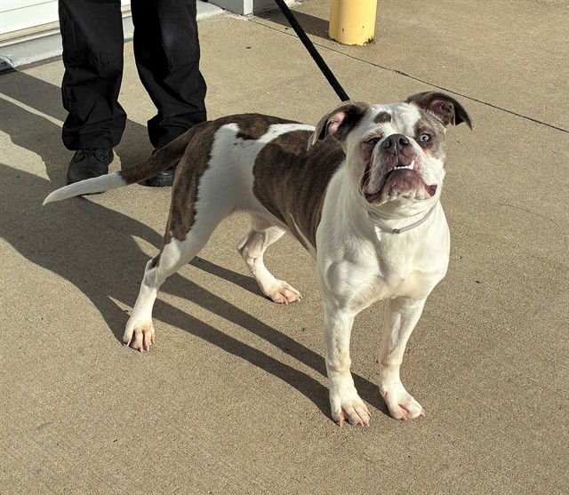 MUVA COULD LUV - Pit Bull Terrier available for adoption