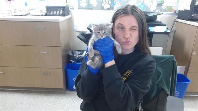 GEORGE - Domestic Short Hair available for adoption