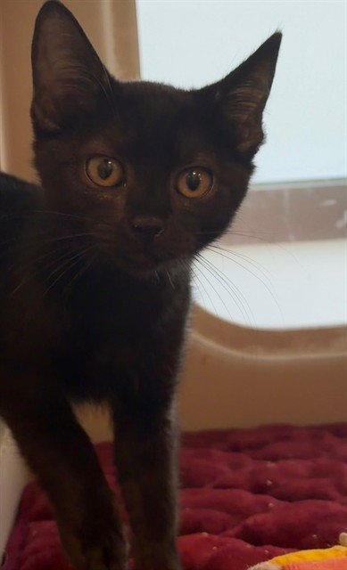 CLEA - Domestic Short Hair available for adoption
