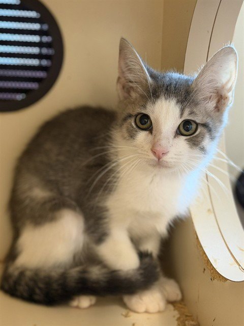 FRAY - Domestic Short Hair available for adoption