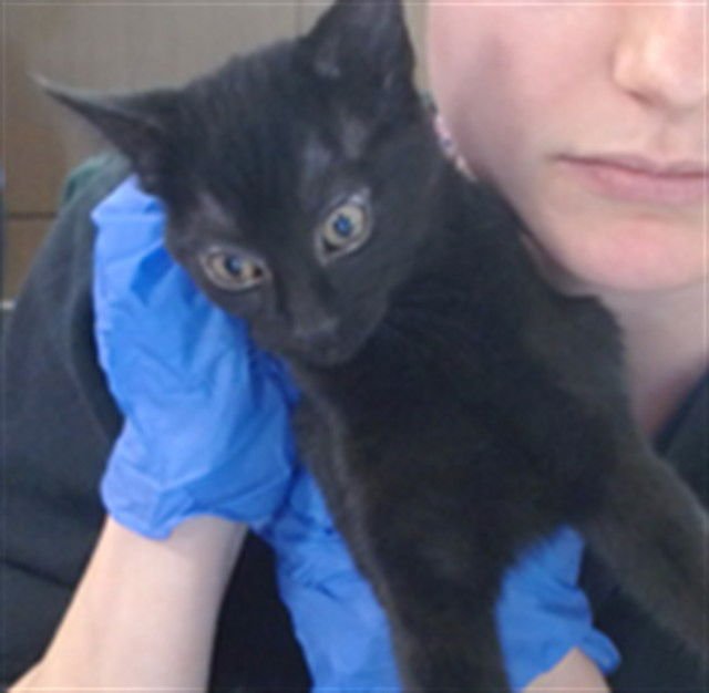 TULIP - Domestic Short Hair available for adoption