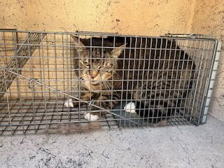 JOFFREY - Domestic Short Hair available for adoption