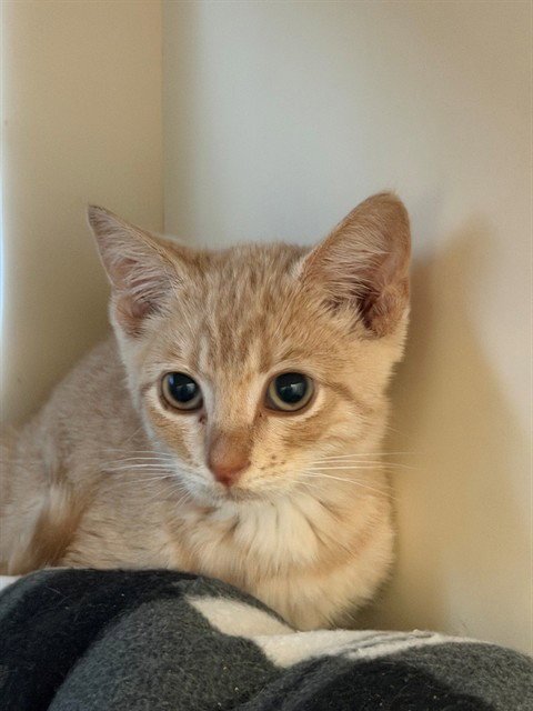 PURRKINS - Domestic Short Hair available for adoption