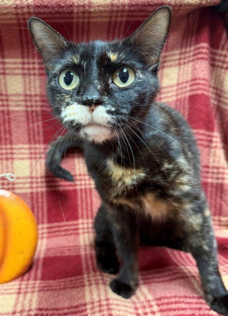 PINK PALACE - Domestic Short Hair available for adoption