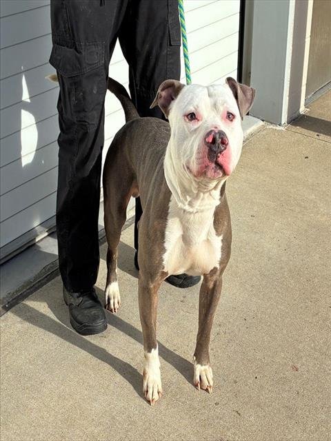 DO IT FOR THE PLOT - Pit Bull Terrier available for adoption