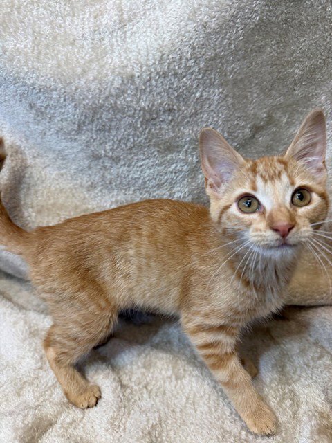 GOUDA - Domestic Short Hair available for adoption