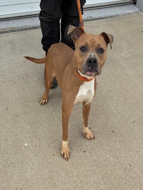 GILLY - Pit Bull Terrier available for adoption