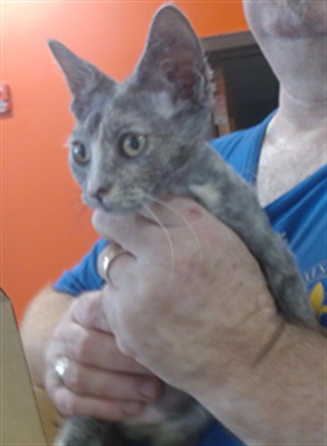 WHEAT - Domestic Short Hair available for adoption