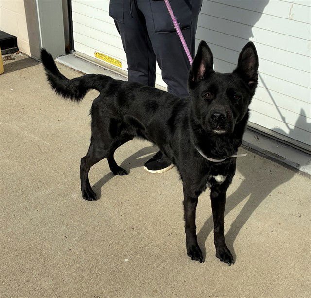 SLICE OF PIE - German Shepherd Dog available for adoption