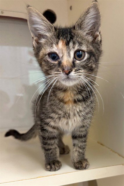 CYLDE - Domestic Short Hair available for adoption