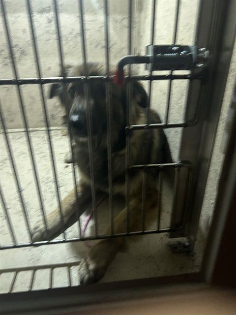 AMUS GO - German Shepherd Dog / Collie available for adoption