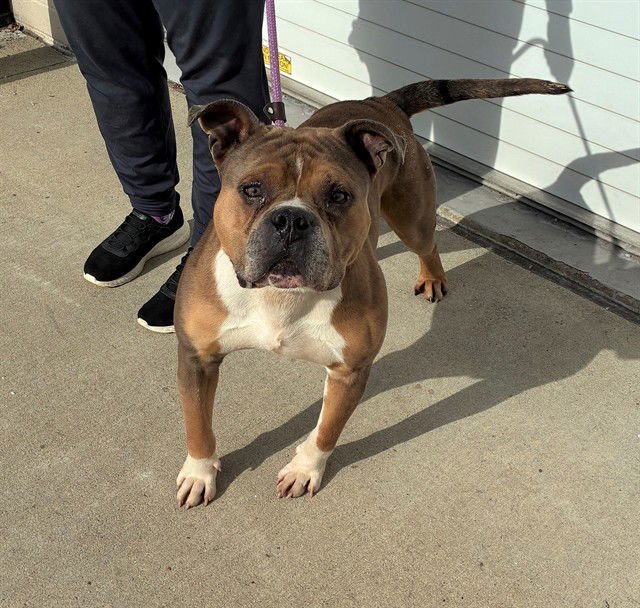 COOPER HOWARD - Pit Bull Terrier available for adoption