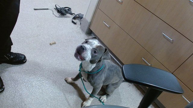 SMOOSH - Staffordshire Bull Terrier available for adoption