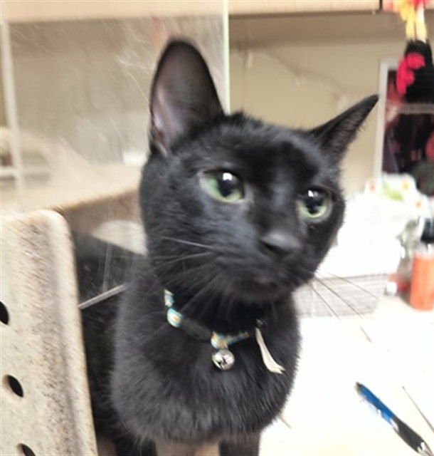 TAFFY APPLE TANGO - Domestic Short Hair available for adoption