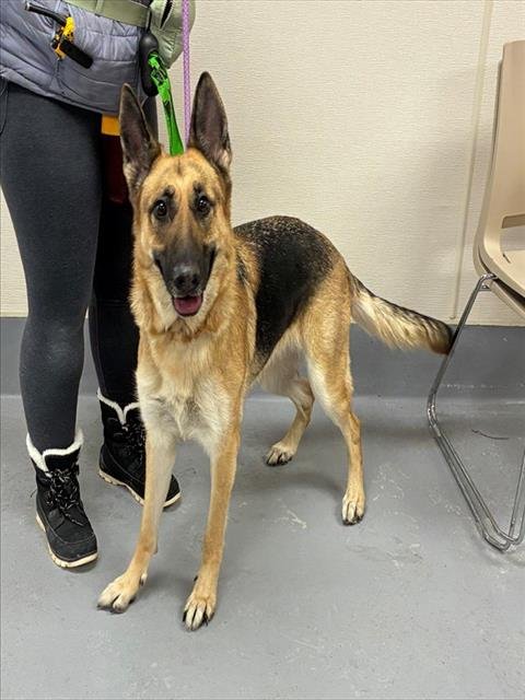 HAZEL - German Shepherd Dog available for adoption