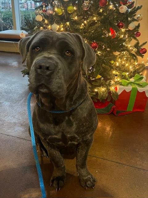 DARIA MORGENDORFFER - Bullmastiff available for adoption