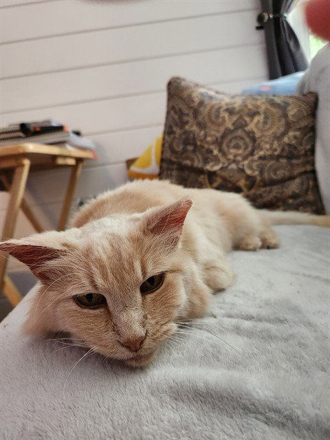 MARLA - Domestic Medium Hair for adoption in Louisville