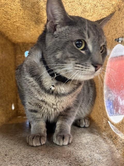 WANDISSIMO - Domestic Short Hair available for adoption