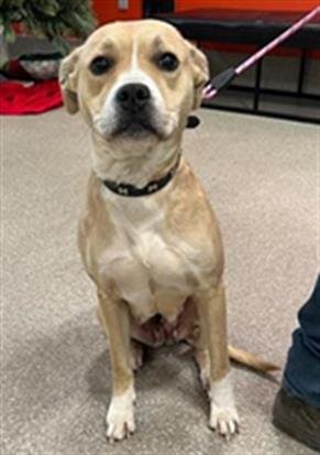 PIPER CHAPMAN - Staffordshire Bull Terrier available for adoption