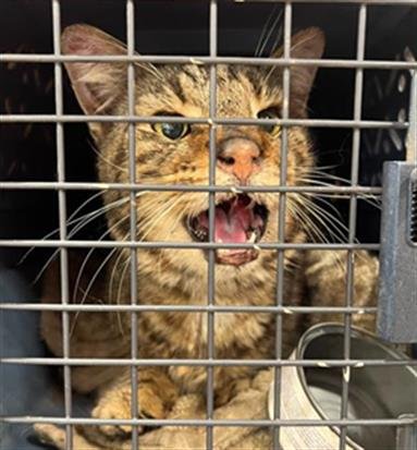 BLUEBELL - Domestic Short Hair available for adoption