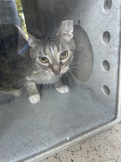 TURTLE - Domestic Short Hair available for adoption