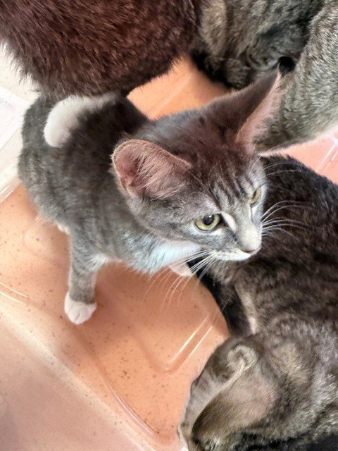 A800343 - Domestic Short Hair available for adoption