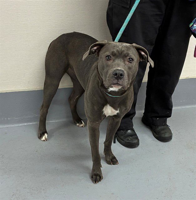 SKYLAR - Pit Bull Terrier available for adoption