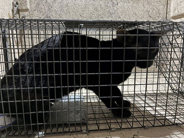 A794821 - Domestic Short Hair available for adoption