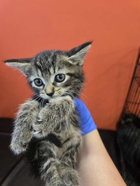MONTHLY - Domestic Medium Hair available for adoption