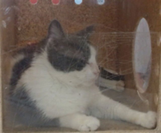 SOLAR - Domestic Short Hair available for adoption