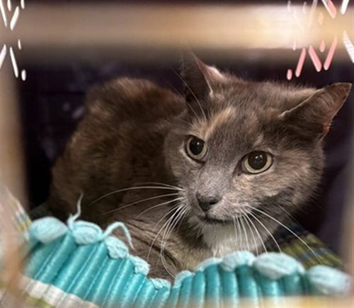 BUTTERFLY STARBURST - Domestic Short Hair available for adoption