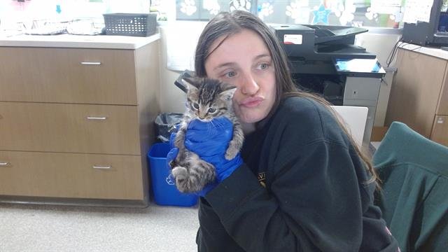 JOHNI - Domestic Short Hair available for adoption