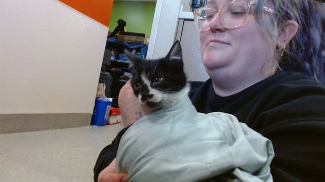 AGAMEMNON - Domestic Short Hair available for adoption