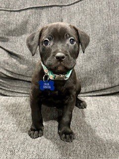 LEVI LOVE - Pit Bull Terrier available for adoption