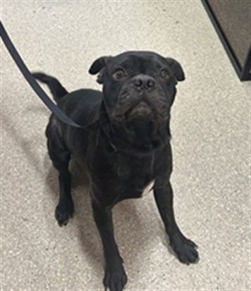 A793205 - Pug available for adoption