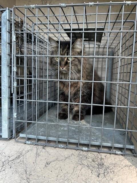 PUFF - Domestic Long Hair available for adoption