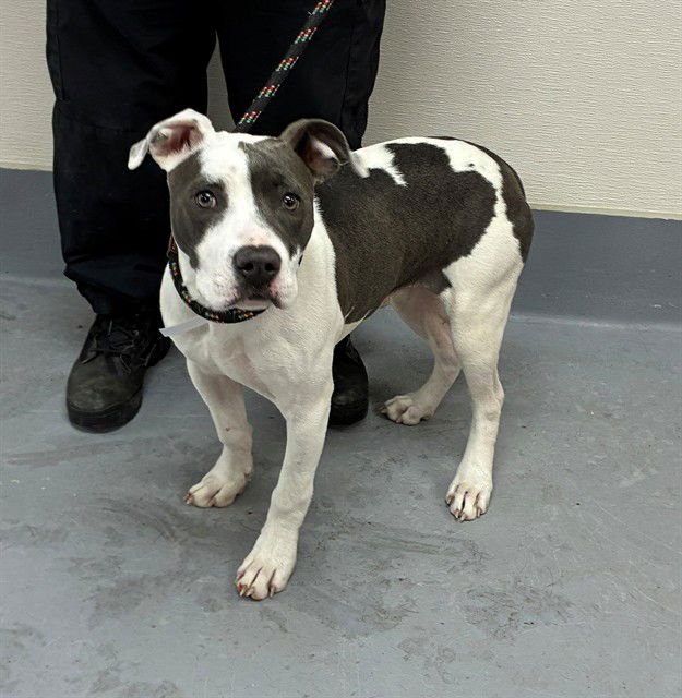 SLIME CUBES - Pit Bull Terrier available for adoption